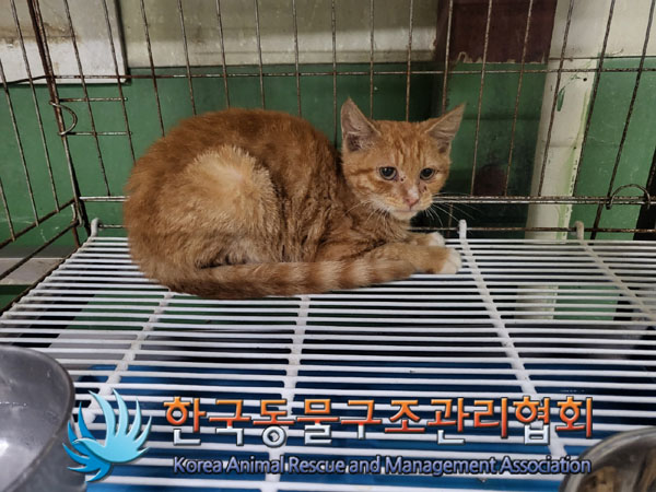 한국동물구조관리협회_441560202301039